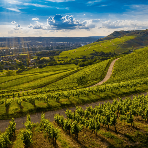 https://www.wineries.co.za/static/3795/kd1 (2)__scale_and_crop__500x500.png